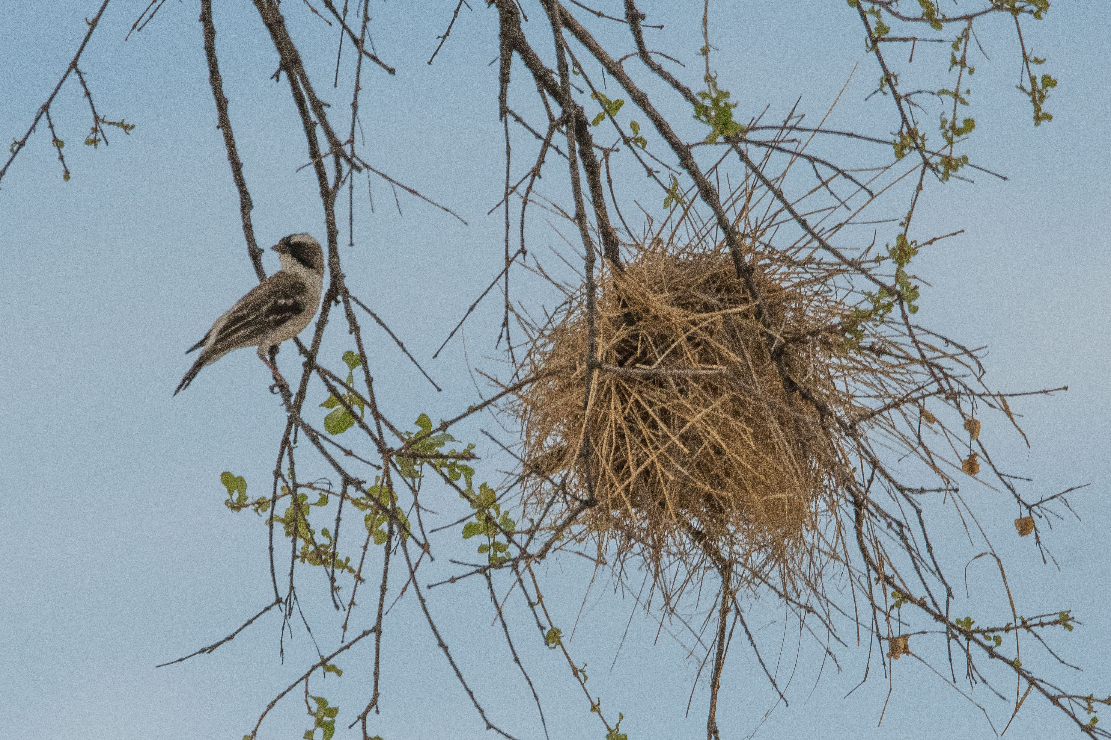 Mahali à sourcils blancs (White-browed sparrow weaver, Plocepasser mahali), adulte prés de son nid, Kwando reserve, Delta de l'Okavango, Botswana.